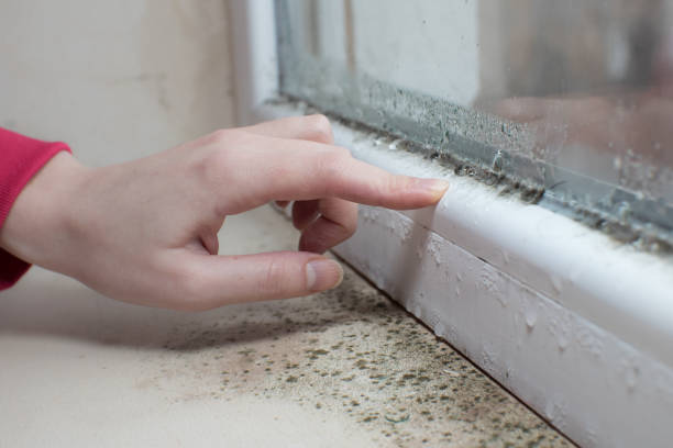 Best Industrial Mold Remediation  in Brush, CO