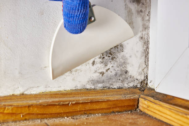 Best Mold Odor Removal Services  in Brush, CO